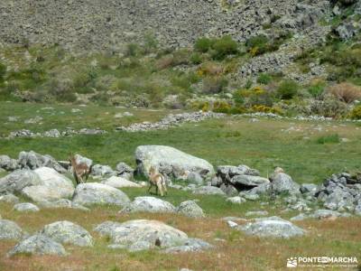 Laguna Grande,Garganta Gredos;sierra mágina viajes madrid refugio pineta cordillera subbetica sende